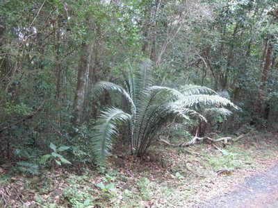 Encephalartos villosus, photographed by Tony Rebelo