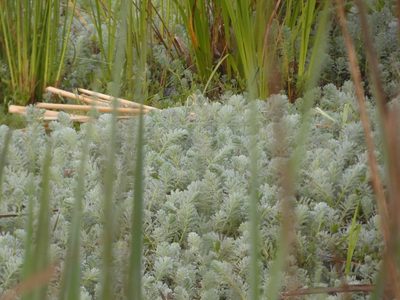 Myriophyllum aquaticum, photographed by Morgan Freese