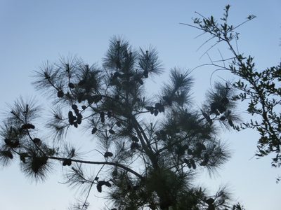 Pinus taeda, photographed by Nonbinary-Naturalist