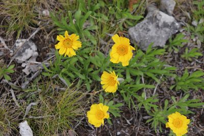 Tetraneuris herbacea, photographed by Lisa Wiencek Gerbec