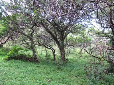 Zanthoxylum davyi, photographed by Tony Rebelo