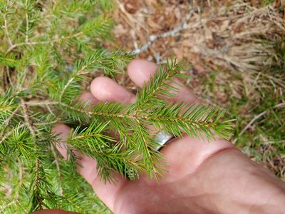 Picea rubens, photographed by Will Kuhn