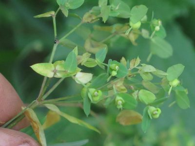 Euphorbia kraussiana, photographed by Tony Rebelo