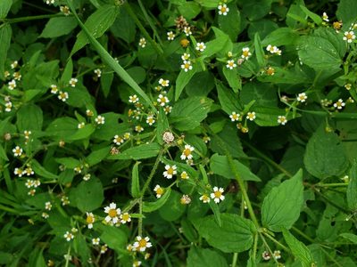 Galinsoga quadriradiata, photographed by L M Maule