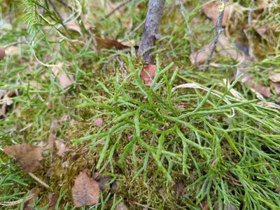 Diphasiastrum complanatum, photographed by Matt Muir