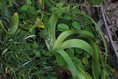 Albuca batteniana, photographed by Tony Rebelo