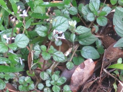 Plectranthus strigosus, photographed by Tony Rebelo