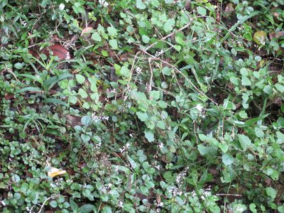 Plectranthus strigosus, photographed by Tony Rebelo