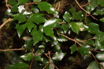 Scolopia braunii, photographed by Greg Tasney