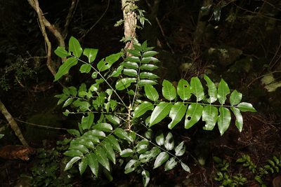 Pentaceras australe, photographed by Greg Tasney