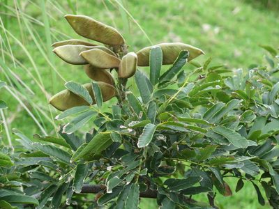 Millettia grandis, photographed by Tony Rebelo