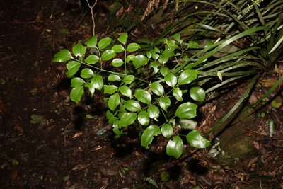 Polyscias elegans, photographed by Greg Tasney