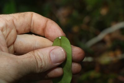 Leichhardtia flavescens, photographed by Greg Tasney