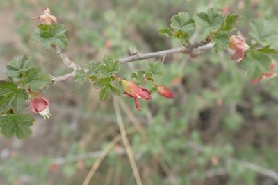 Ribes aciculare, photographed by Pavel Borodin