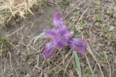 Iris tigridia, photographed by Pavel Borodin
