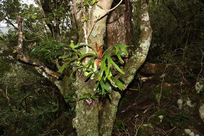 Platycerium bifurcatum, photographed by Greg Tasney