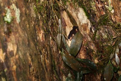 Dendrobium tetragonum, photographed by Greg Tasney