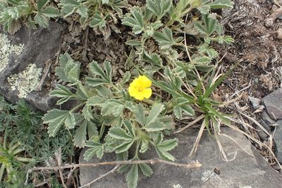 Potentilla acaulis, photographed by Pavel Borodin