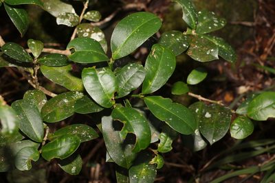 Baloghia inophylla, photographed by Greg Tasney