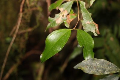 Rhodamnia whiteana, photographed by Greg Tasney