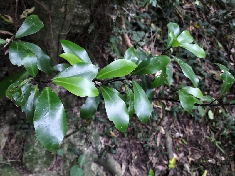 Pseudowintera axillaris, photographed by naturewatchwidow