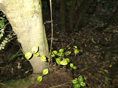 Lophomyrtus bullata, photographed by naturewatchwidow