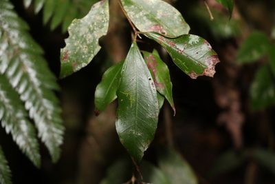 Rhodamnia whiteana, photographed by Greg Tasney