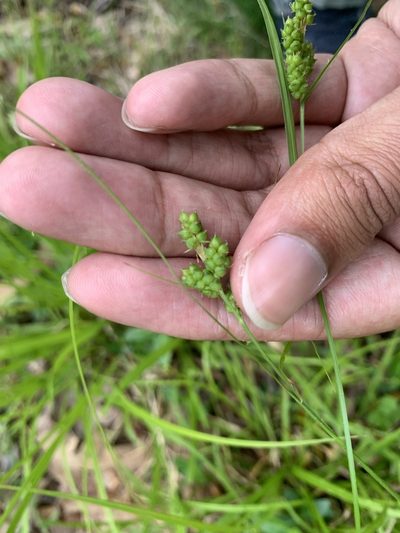Carex caroliniana, photographed by Ashwin Srinivasan