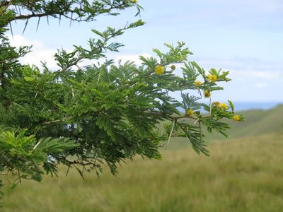 Vachellia natalitia, photographed by Tony Rebelo