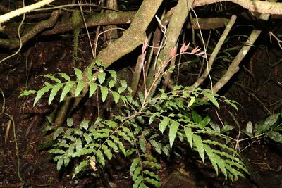 Cupaniopsis newmanii, photographed by Greg Tasney