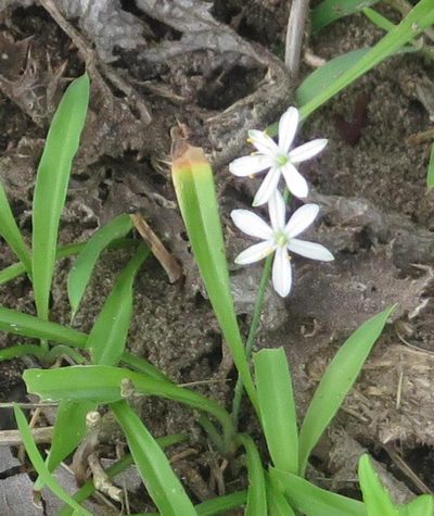 Chlorophytum modestum, photographed by Tony Rebelo