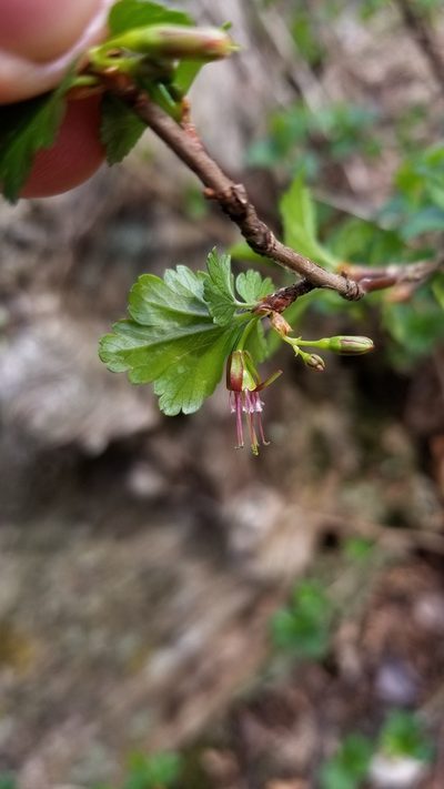 Ribes rotundifolium, photographed by Daniel McClosky