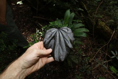 Legnephora moorei, photographed by Greg Tasney