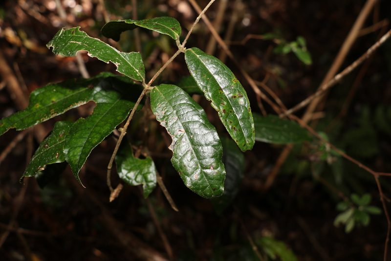 Palmeria foremanii, photographed by Greg Tasney