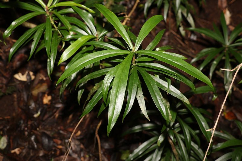 Tasmannia insipida, photographed by Greg Tasney