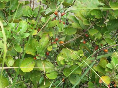 Maesa alnifolia, photographed by Tony Rebelo
