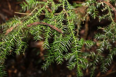 Araucaria cunninghamii, photographed by Greg Tasney
