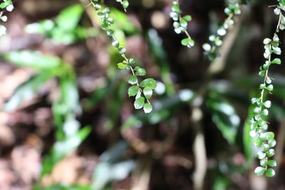 Pittosporum multiflorum, photographed by Greg Tasney