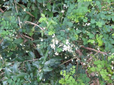 Indigofera natalensis, photographed by Tony Rebelo
