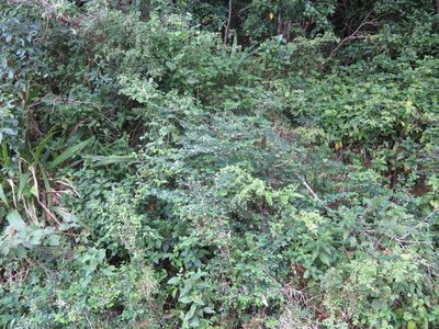 Indigofera natalensis, photographed by Tony Rebelo
