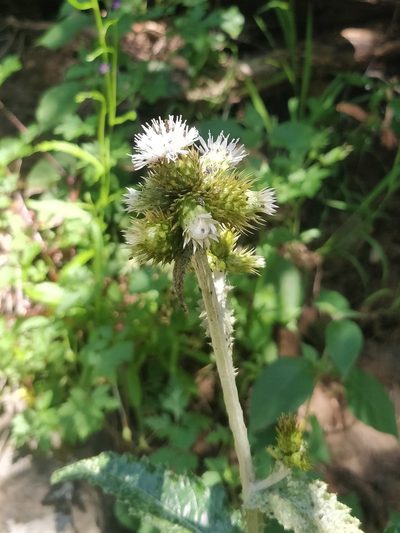 Carduus squarrosus, photographed by Vítor Jorge