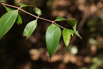 Rhodamnia whiteana, photographed by Greg Tasney