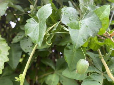 Melothria pendula, photographed by 古淑玲