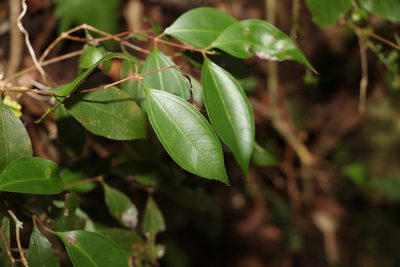 Rhodamnia whiteana, photographed by Greg Tasney