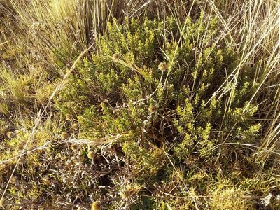 Baccharis tola, photographed by Humber Alberto