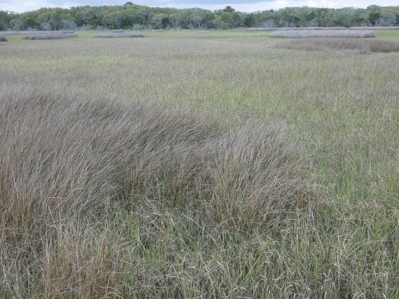 Juncus roemerianus, photographed by Morgan Freese