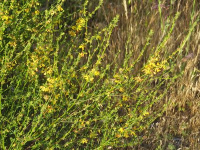 Acmispon glaber, photographed by Garth Harwood