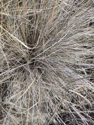 Carex litorosa, photographed by Tom Ferguson