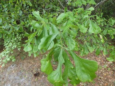 Quercus nigra, photographed by Morgan Freese