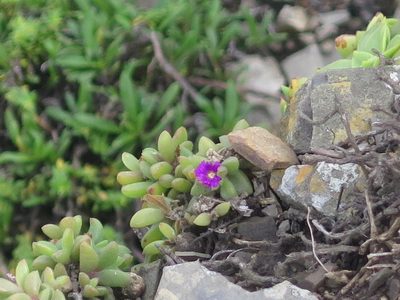 Delosperma stenandrum, photographed by Tony Rebelo
